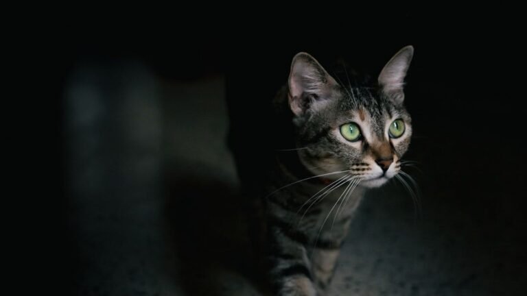 What Secrets Does Your Cat's Nighttime Routine Reveal About Their Primal Instincts?