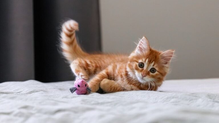 9 Reasons Why Your Cat's Favorite Toy Is More Than Just a Plaything