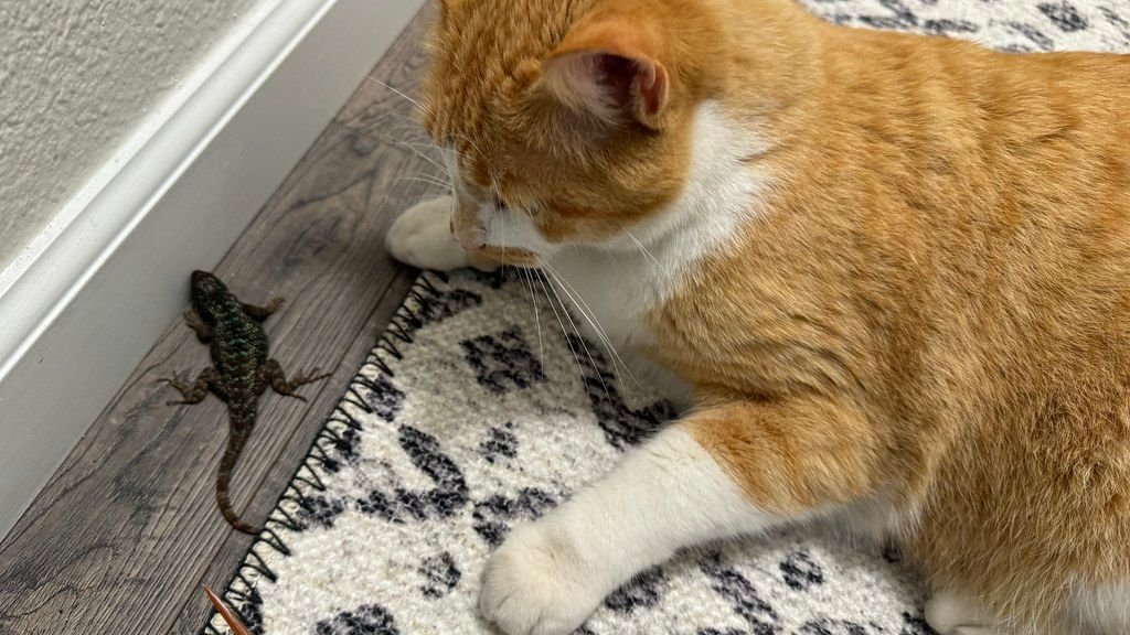 Why Does Your Cat Bring You 'Gifts'? It's More Than Just a Present