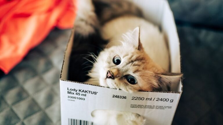 Your Cat's Obsession with Boxes Is a Link to Their Ancestral Roots