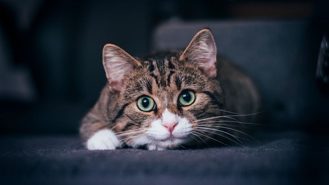 Cats Are Not Just Pets; They Are Observing Members of Your Household