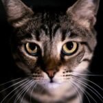 Your Cat's Focused Gaze Isn't Staring; It's Deep, Observational Perception