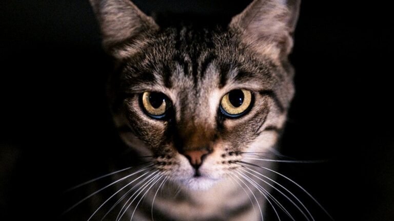 Your Cat's Focused Gaze Isn't Staring; It's Deep, Observational Perception