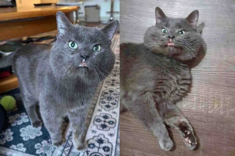Street Survivor to Snuggle Champion: Senior Cat's Journey from Shelter to Shining Health