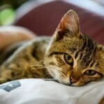 10 Clever Ways Cats Secretly Train Their Humans (And You Didn't Even Notice)