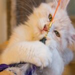 Your Cat's Favorite Toy Is Often Chosen for Its Hunting Simulation Qualities
