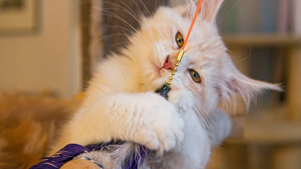 Your Cat's Favorite Toy Is Often Chosen for Its Hunting Simulation Qualities