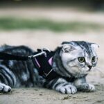 12 Cat Breeds That Are Surprisingly Easy to Train: Debunking Feline Myths