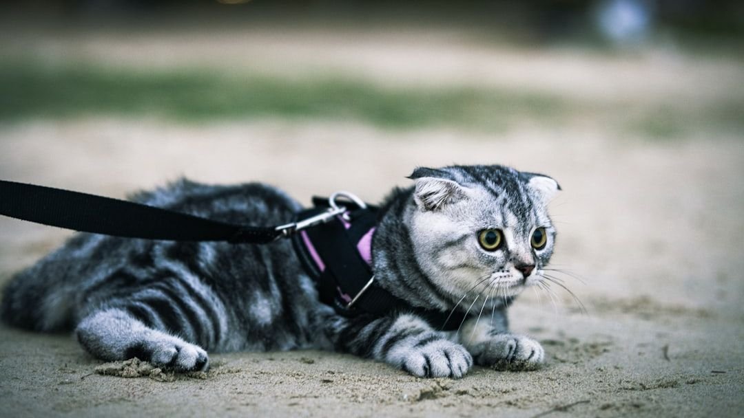 12 Cat Breeds That Are Surprisingly Easy to Train: Debunking Feline Myths