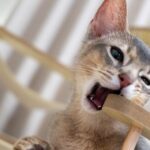 13 Subtle Signals Your Cat Sends When They Need More Playtime