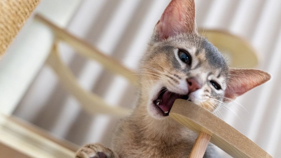 13 Subtle Signals Your Cat Sends When They Need More Playtime