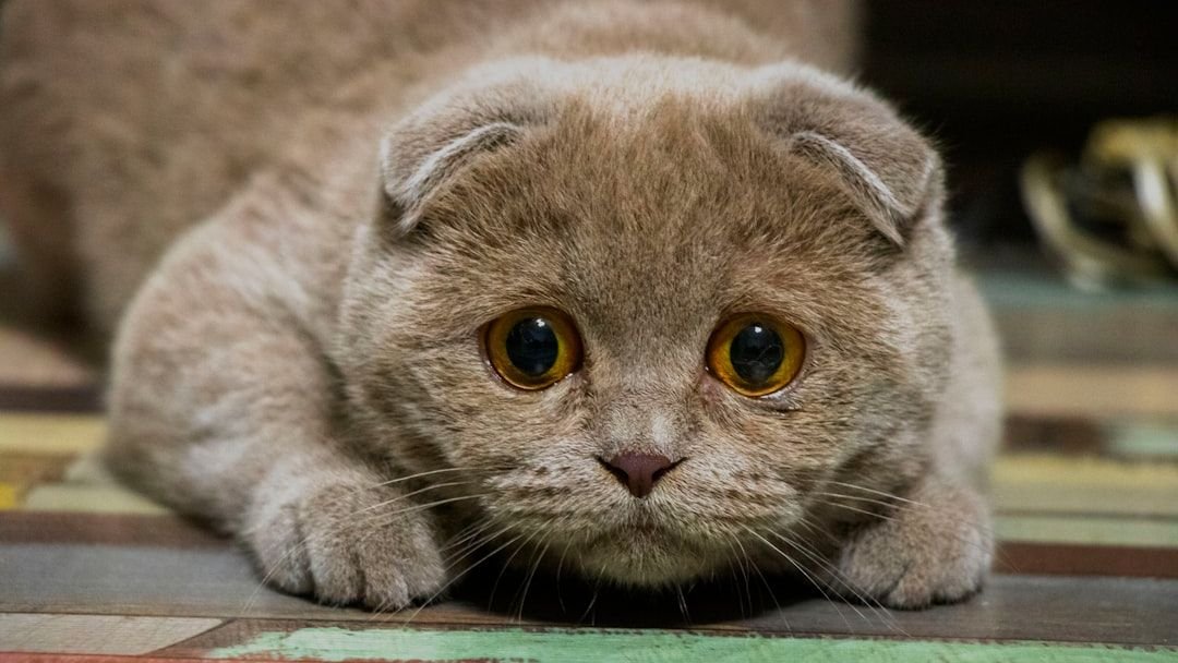 8 Mistakes Owners Make That Can Accidentally Stress Out Their Cats