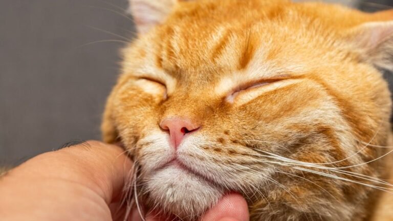 A Cat's Purr Can Indeed Be a Sign of Both Contentment and Healing