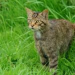 Understanding Your Cat's Tail Wags Unlocks Their True Emotional State