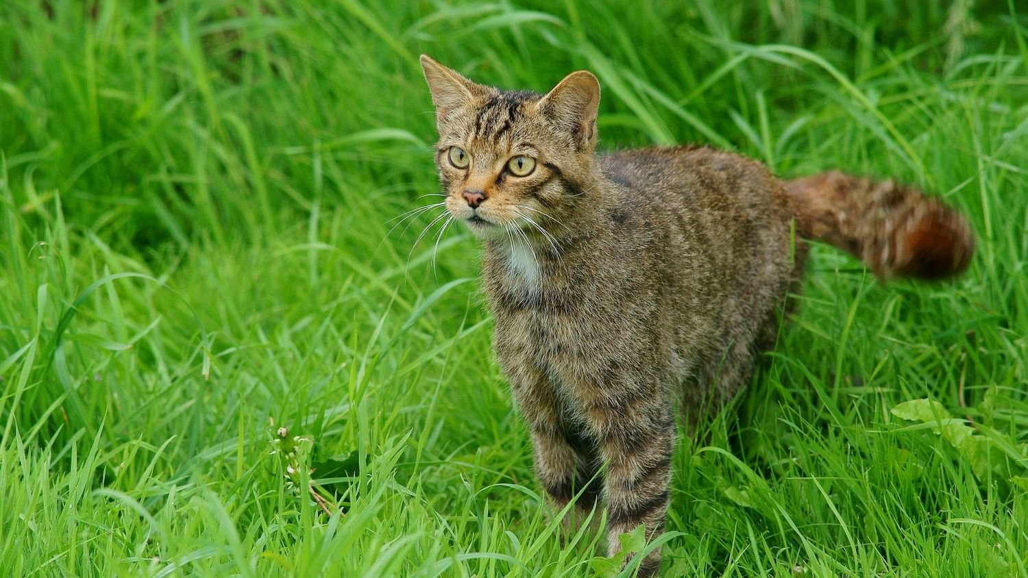 Understanding Your Cat's Tail Wags Unlocks Their True Emotional State