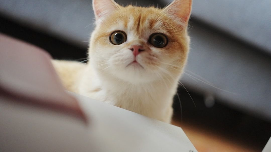 15 Times Your Cat's 'Stare' Is Actually a Secret Message Just for You