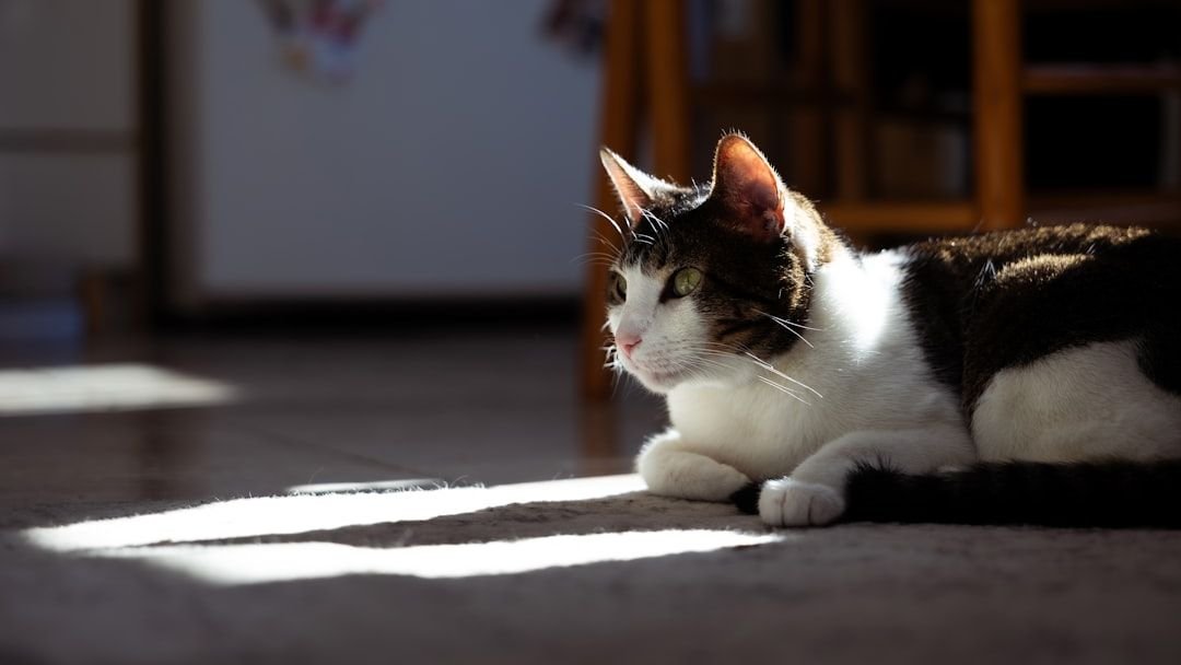Cats View Routine and Predictability as Essential for Their Happiness
