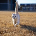 8 Differences Between Indoor and Outdoor Cat Behaviors Every Owner Should Know