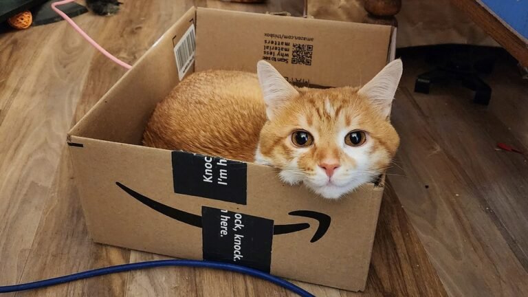 9 Common Household Items Your Cat Secretly Finds Irresistible (And Why)
