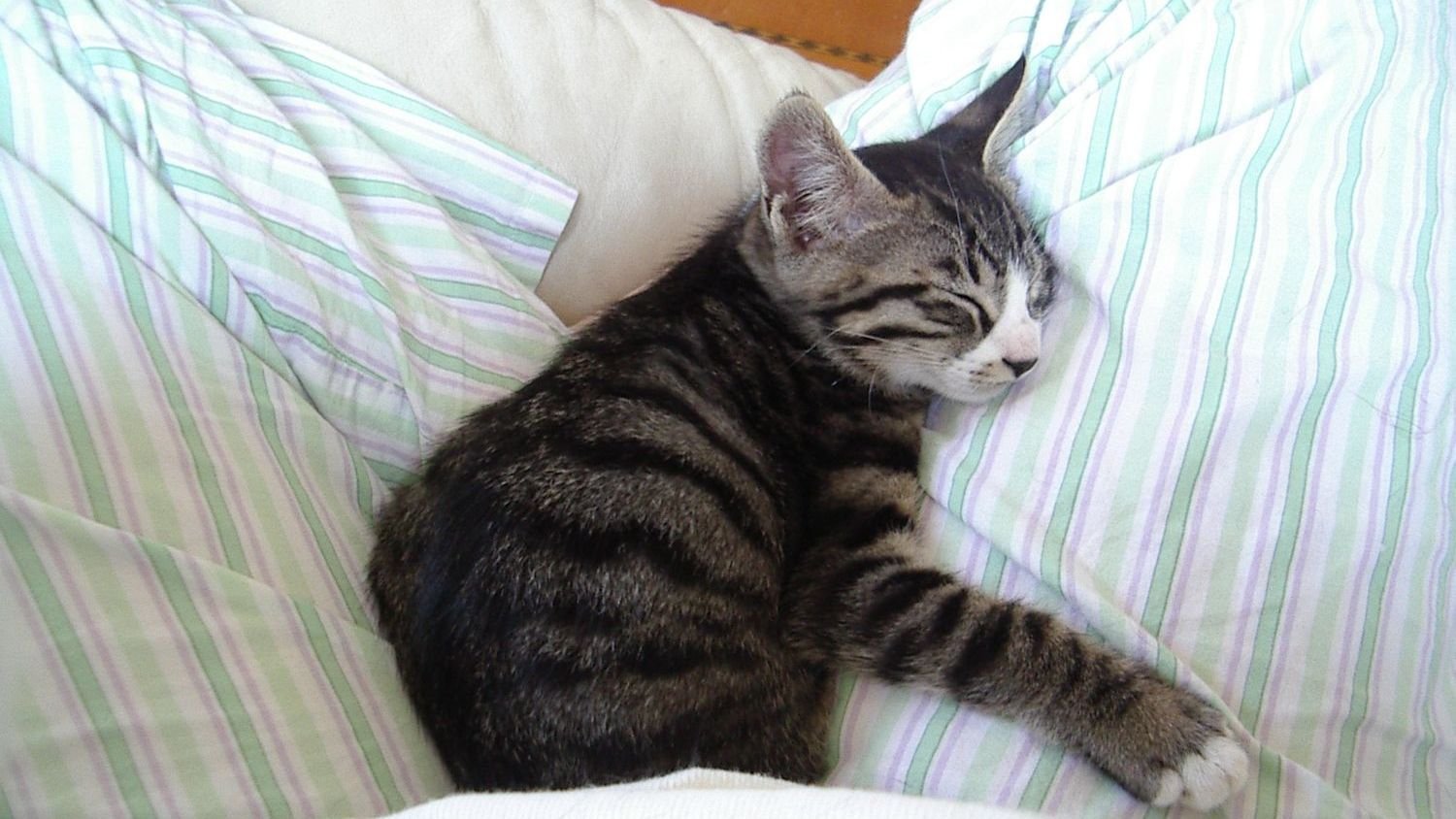 Why Your Cat's Sleeping Position Reveals Their Trust in You: A Cozy Connection