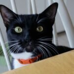 The Real Reason Your Cat Stares at You While You Eat