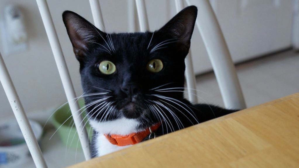The Real Reason Your Cat Stares at You While You Eat