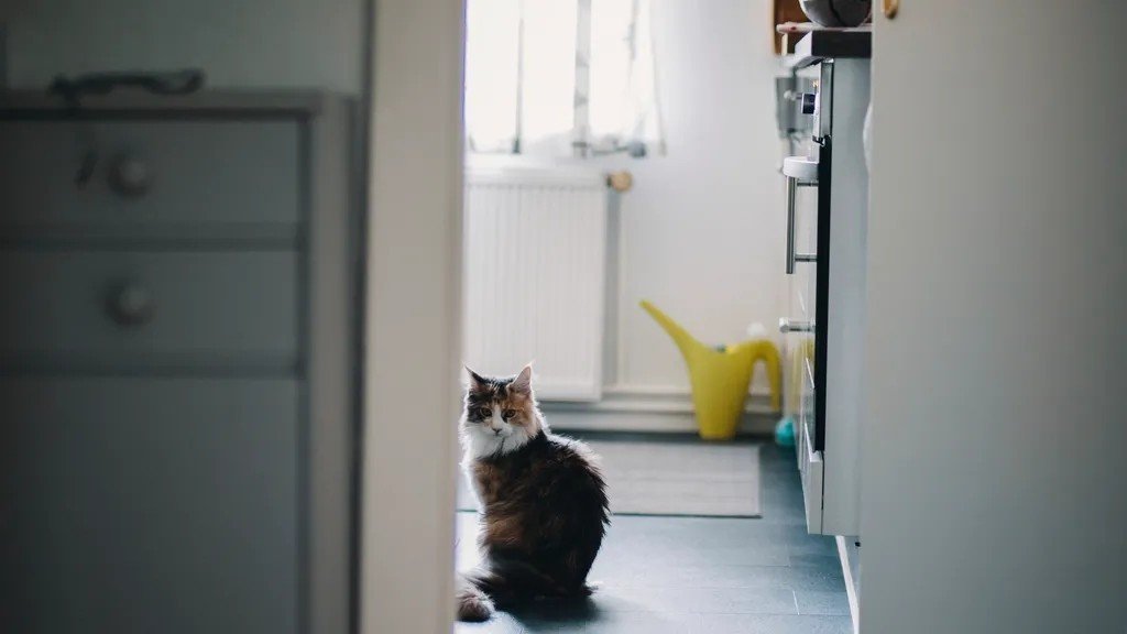 9 Reasons Your Cat Follows You to the Bathroom (It's Not What You Think!)