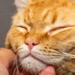 Your Cat's Purr Is More Complex Than You Ever Imagined