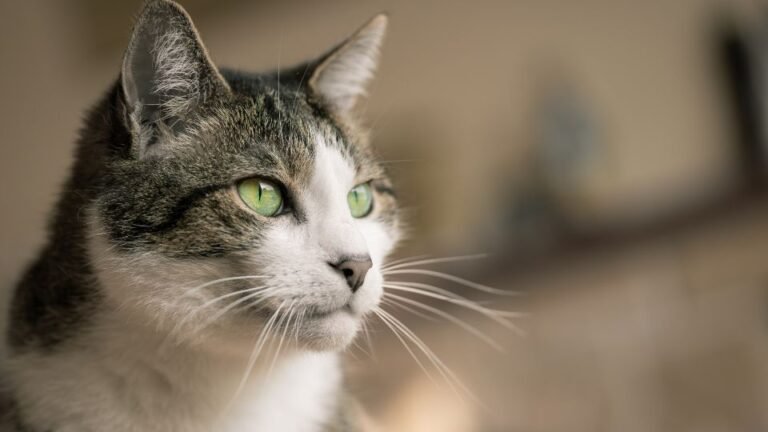 Cats Communicate Their Needs Through Subtle Ear Twitches