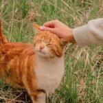 Your Cat Remembers Every Act of Kindness You Show Them