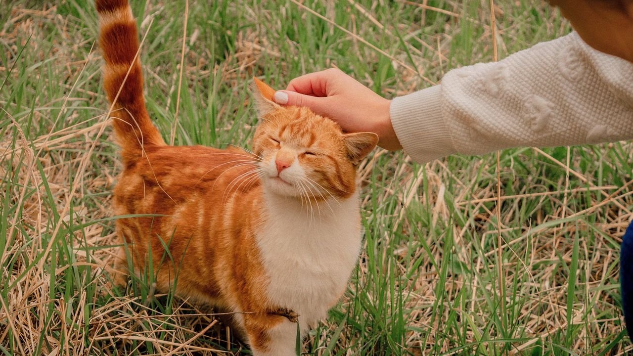 Your Cat Remembers Every Act of Kindness You Show Them
