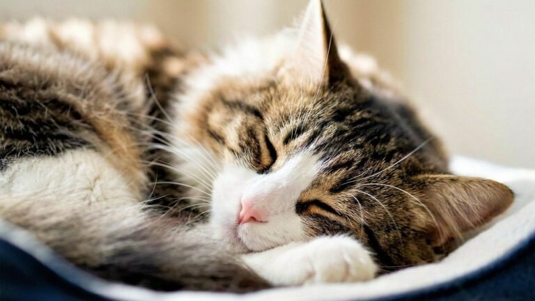 Cats Are Masters of Conserving Energy for Important Tasks