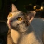 Your Cat's Favorite Sunbeam Spot Is Chosen with Precision