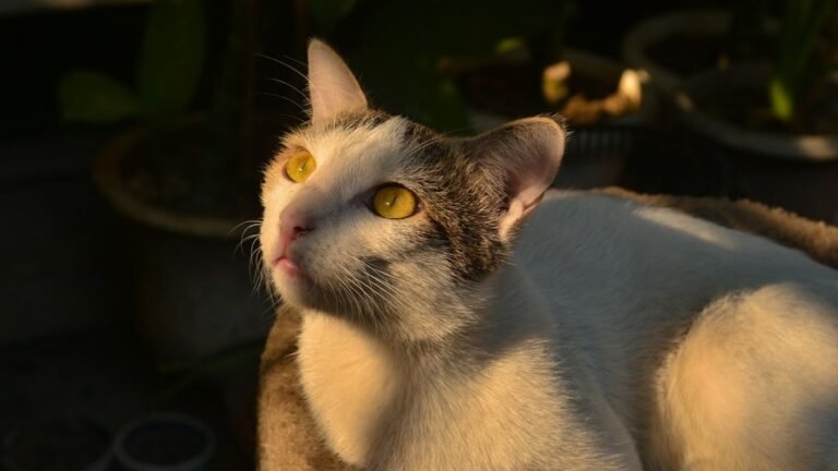 Your Cat's Favorite Sunbeam Spot Is Chosen with Precision