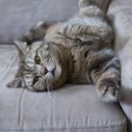 7 Ways Your Cat Secretly Judges Your Taste in Furniture (and How to Win Them Over)