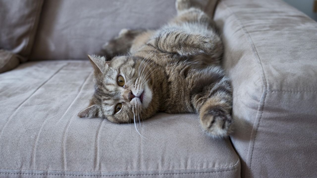 7 Ways Your Cat Secretly Judges Your Taste in Furniture (and How to Win Them Over)