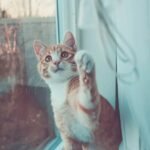 10 Hidden Talents Your Cat Possesses That Will Astound You