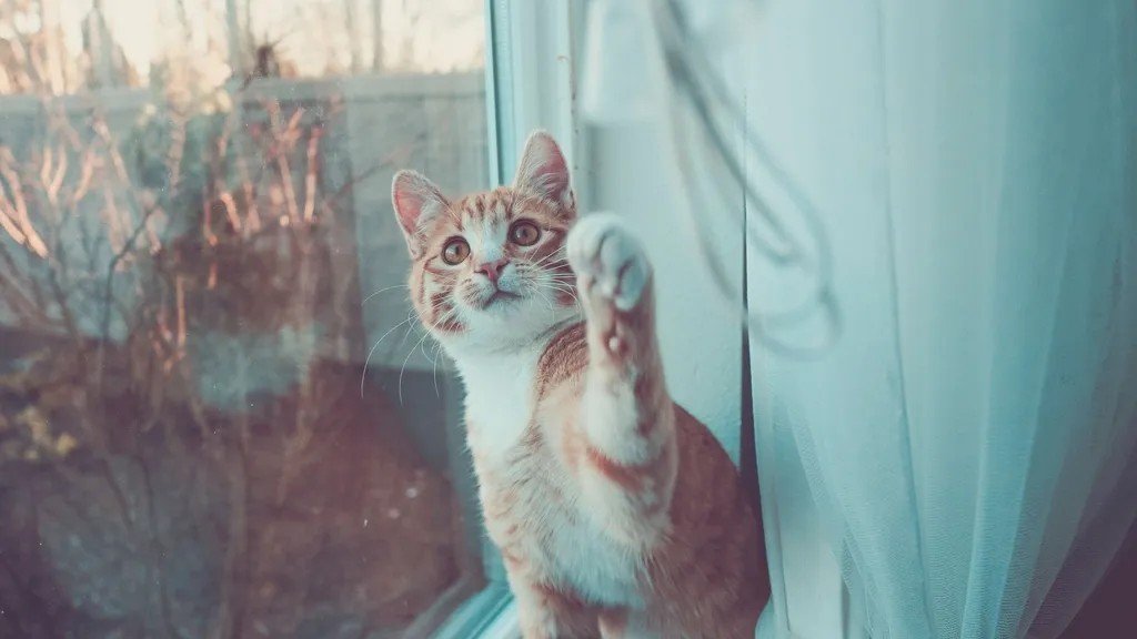 10 Hidden Talents Your Cat Possesses That Will Astound You