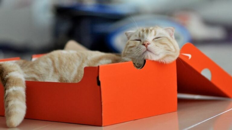 8 Surprising Things Your Cat Loves More Than Catnip