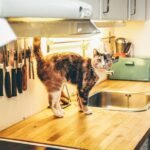 12 Unspoken Rules Your Cat Has for Your Kitchen Visits