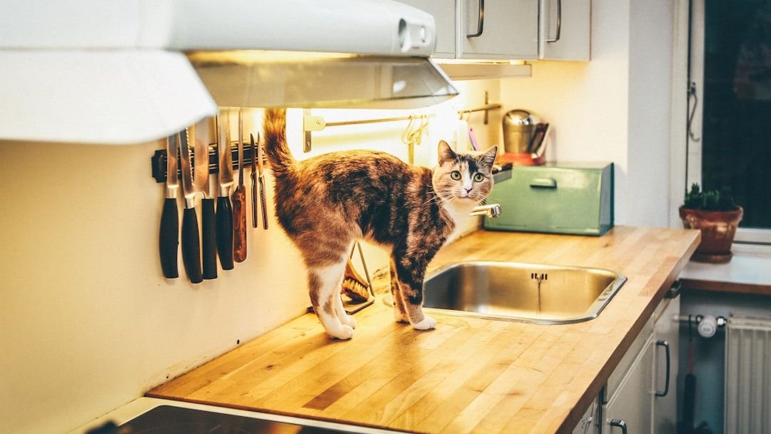 12 Unspoken Rules Your Cat Has for Your Kitchen Visits