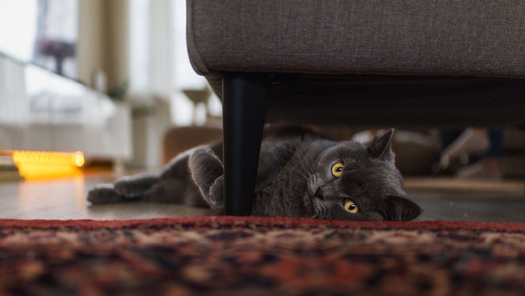 7 Cozy Nooks Your Cat Wishes You Knew About in Your Home