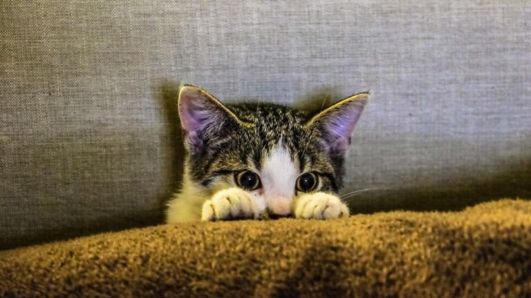 Is Your Cat Secretly a Master of Disguise? The Clues You're Missing
