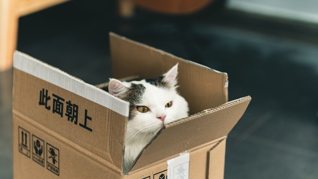 What's the Real Story Behind Your Cat's Obsession with Boxes?