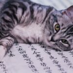 Does Your Cat Understand More Human Words Than You Think?