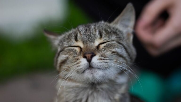 Your Cat's Purr Is a Symphony of Comfort and Communication