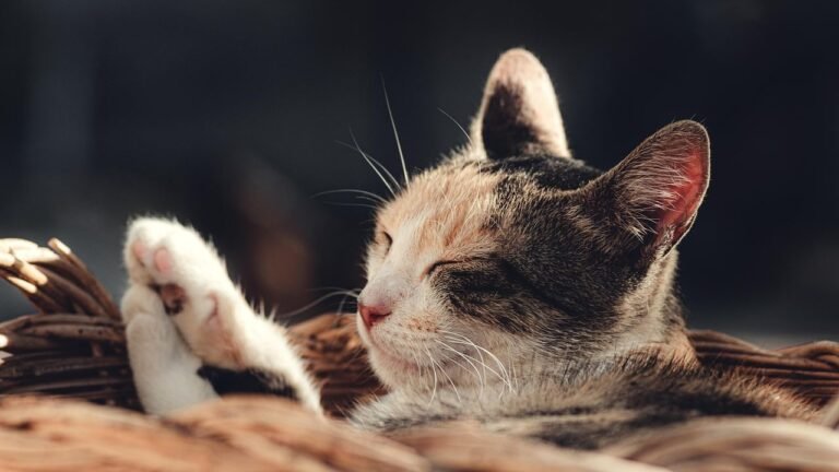 Cats Are Master Architects of Their Own Cozy Spaces