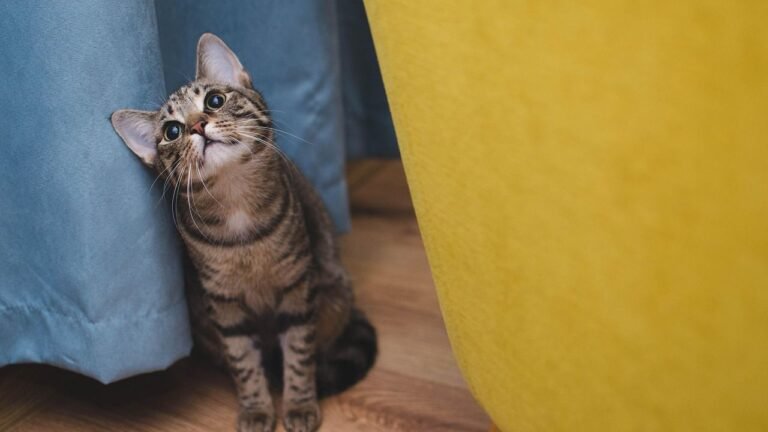 Every Blink and Tail Twitch Tells a Story About Your Cat's Day