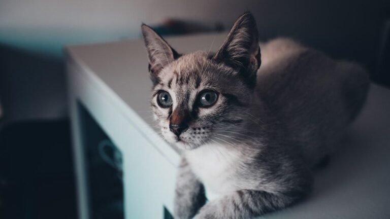 Cats Possess an Ancient Wisdom We're Only Beginning to Understand