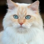 The Silent Language of Your Cat Is Richer Than You Imagine